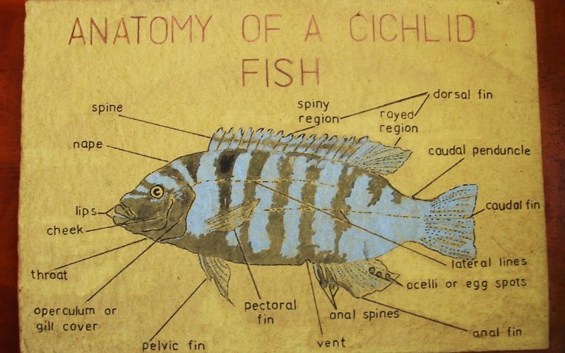 7 ART and the Environment -anatomy of a fish