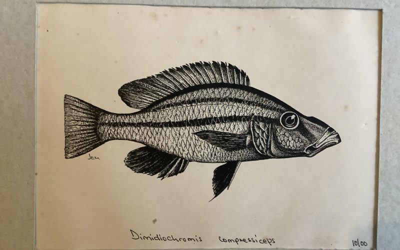 Pen and ink drawing of Lake Malawi fish species by student J. Mponda.
